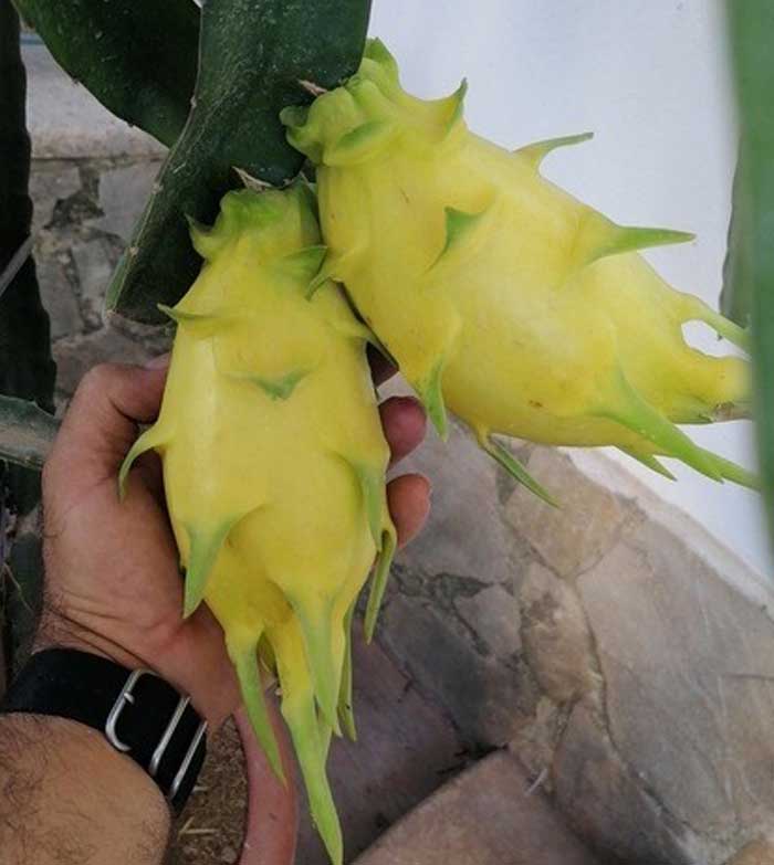 Pitayas y Chumberas la Ballestera PITAYA GOLDEN YELLOW