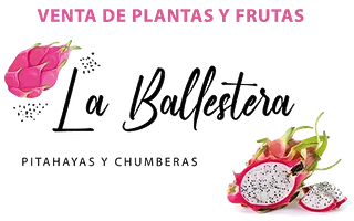 Pitayas y Chumberas la Ballestera logo