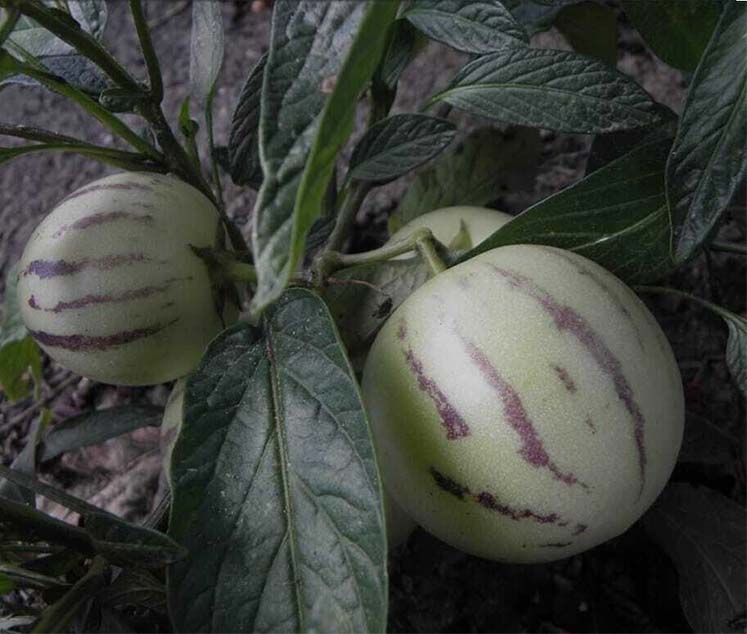 Pitayas y Chumberas la Ballestera Pera-Melón o el Pepino Dulce